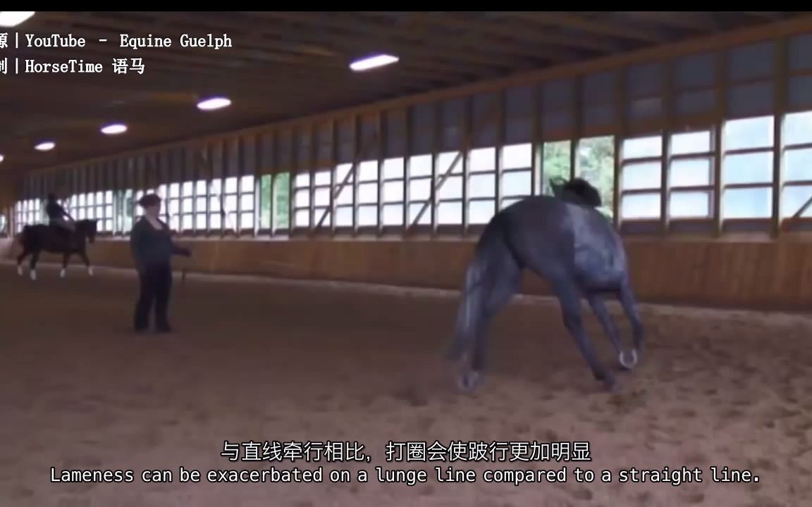 【Lameness Lab】案例 2