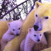 Endangered Species Animals in Danger of Extinction濒临灭绝的动物