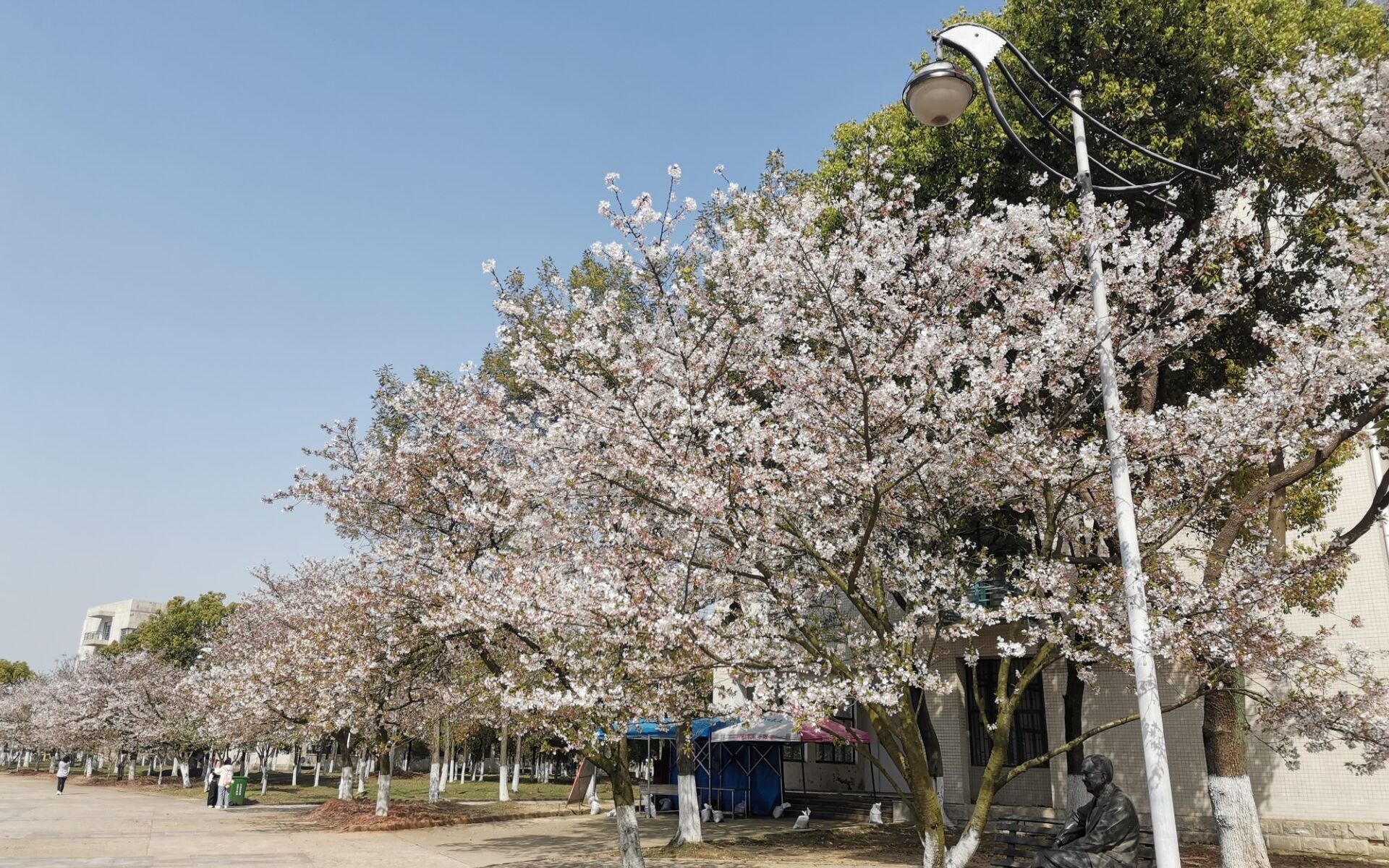 第一视角生活记录2021.03.24(赶趟樱花的末班车)哔哩哔哩bilibili