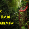 盘点自然界中的食人生物，食人花、食人树真的能吃人吗