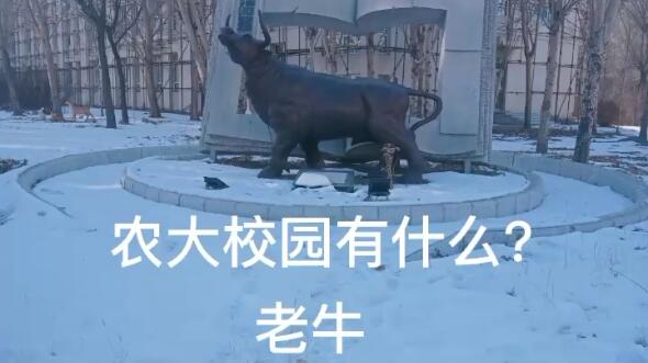 黑龙江八一农垦大学之动物宣传片[doge]