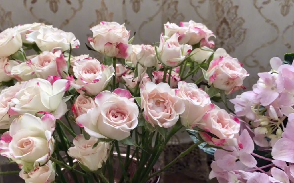鲜花：多头泡泡玫瑰瓶插期可达10天以上！分享一网购鲜花的养护小窍门（下）