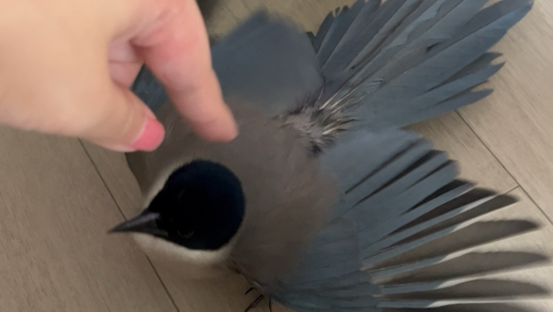 泥嚎！！泥嚎！！泥嚎！！｜俺又来撒娇了！！！｜泥嚎！！泥嚎！！泥嚎！！