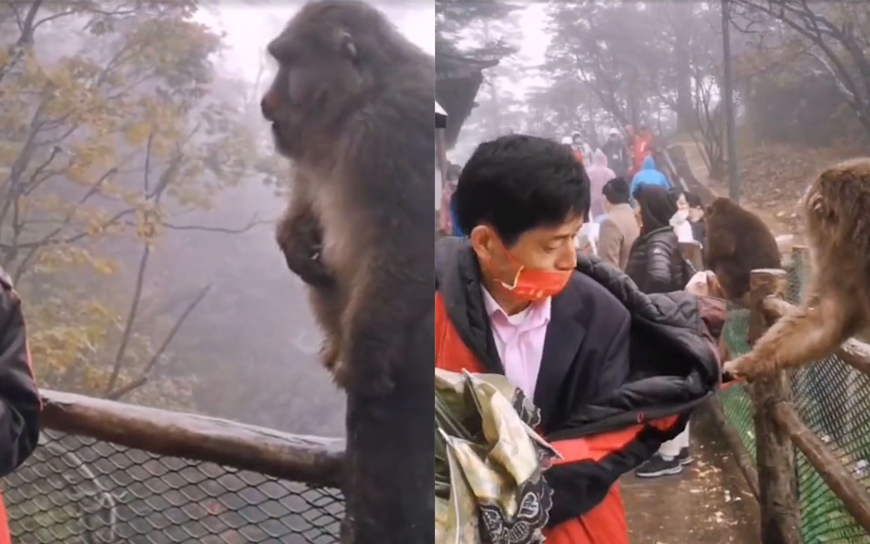 峨眉山惊现人猴大战猴子太猖狂上手抢游客背包被一拳头吓跑