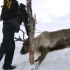 贝爷挑战北极圈，利用陷阱捕猎一只上百斤驯鹿，北极圈第2段