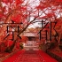 在京都的红叶季，去看看毘沙门堂的红叶地毯吧！用了一款旅行大片的BGM，咱这片子也就逐渐大片了