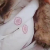 【西伯利亚森林猫】单手踩奶，一定要看到最后!AWSL