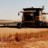 燕麦的一生｜现代农业种植和收获加工燕麦片