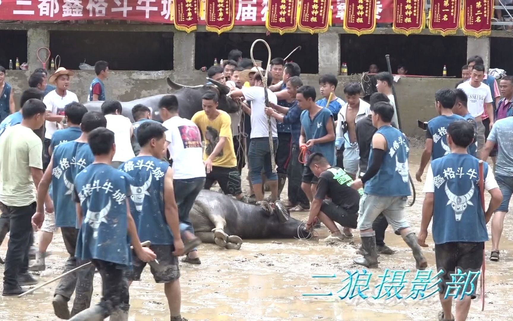 2020年贵州斗牛，两牛王对碰，当场变菜牛，全体人员跑去施救，这样的牛还能救吗？