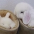 听过穿靴子的猫，你见过穿靴子的兔吗！？