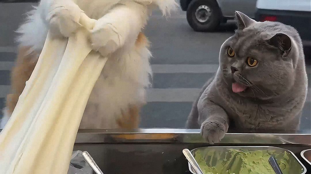 当两只猫都想给你做麻糍，场面就失控了