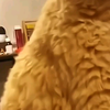 【宠物】猫猫可以治愈一切