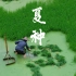 【夏种】中国传统农耕文化之插秧