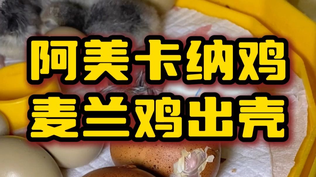 阿美卡纳鸡麦兰鸡出壳