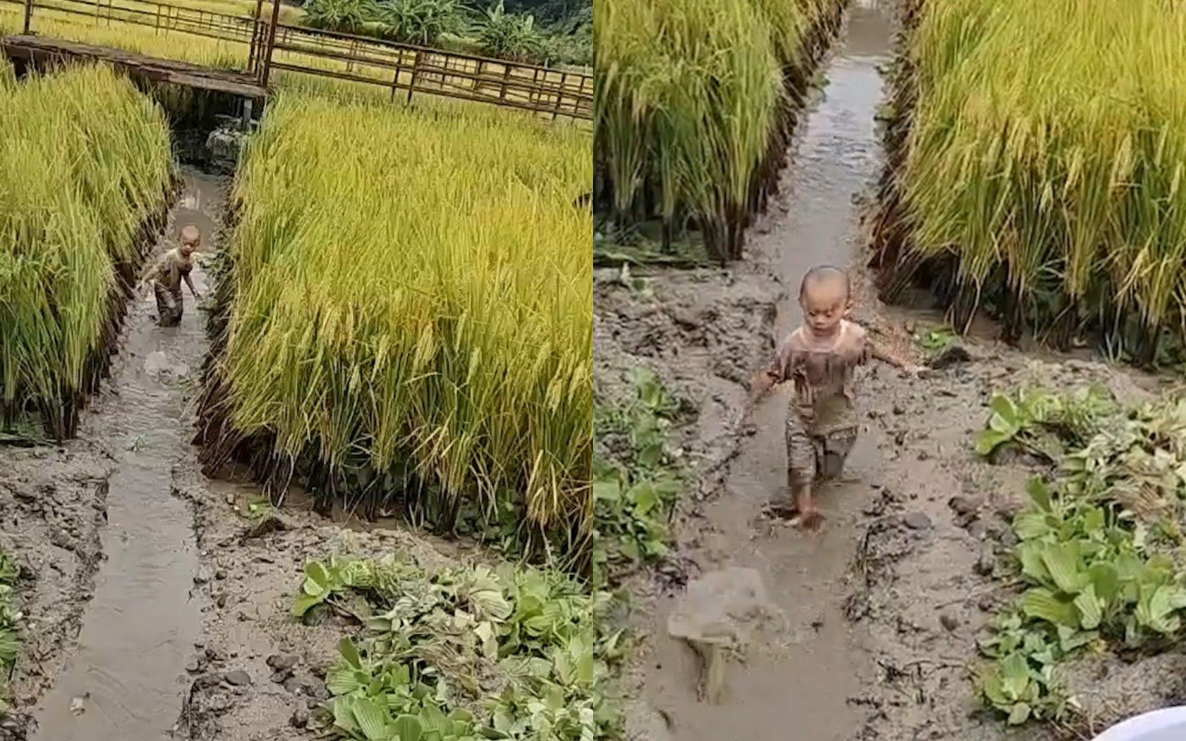 2岁萌娃满身泥水在稻田和爷爷抓鱼摸虾，家长：孩子开心就行