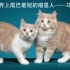 【猫咪百科】世界上尾巴最短的猫—马恩岛猫，又称男人岛之猫