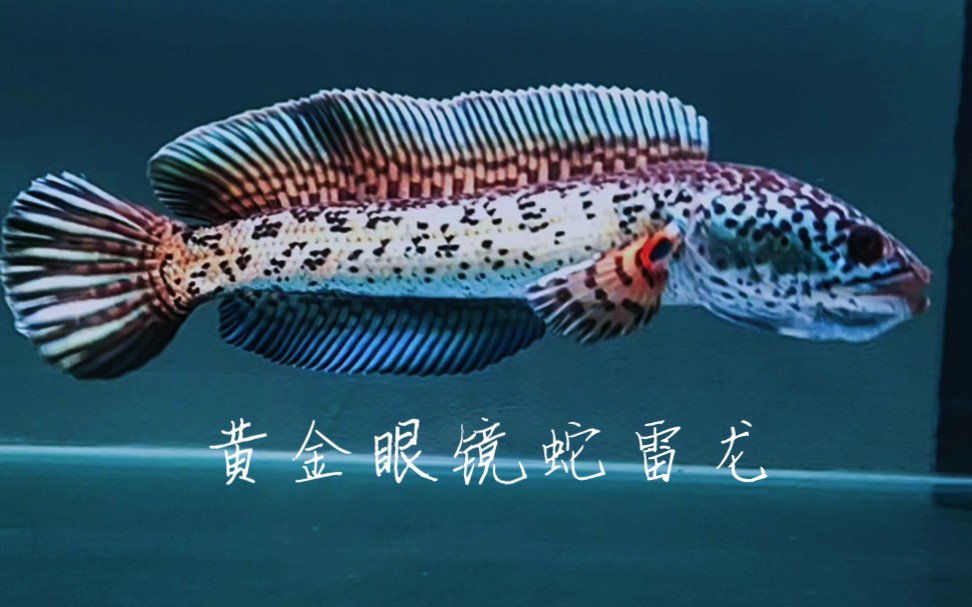 黄金眼镜蛇雷龙