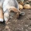 狗：要没有我这个家早散了