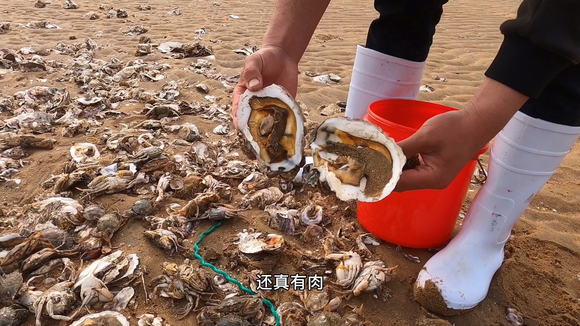 大庆赶海、遇到的破渔网上居然还是满满的爆网，生蚝螃蟹丢个遍地