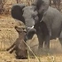 发飙的大象用象牙杀死了一只水牛！