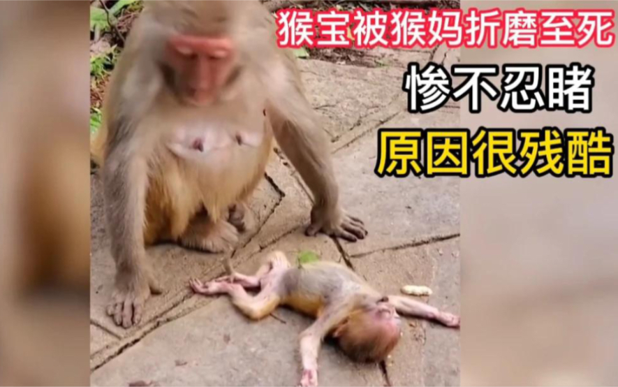 猴宝被猴妈折磨至死，惨不忍睹，原因很残酷