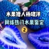 【水果猎人】网络热门水果鉴定2