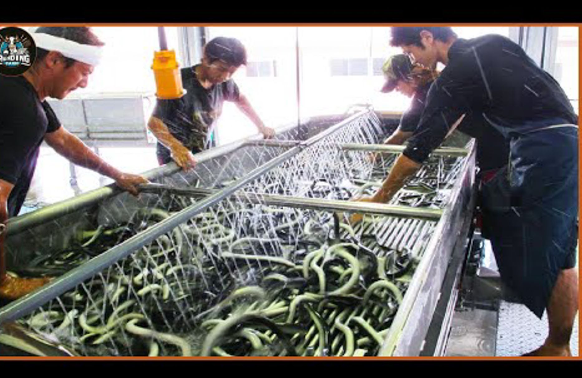 日本渔民如何饲养和加工数十亿条鳗鱼-机翻字幕
