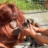 猩猩丹娜第一次见浣熊，心情都写在脸上了
