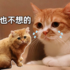 残疾小猫因拉肚子被关小黑屋，委屈巴巴喊老吴救命