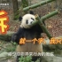 大熊猫家里经常搞装修，是因为他们拆家太厉害吗？