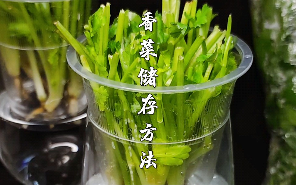 冬天自己在家水培香菜，再也不用出去买着吃了！