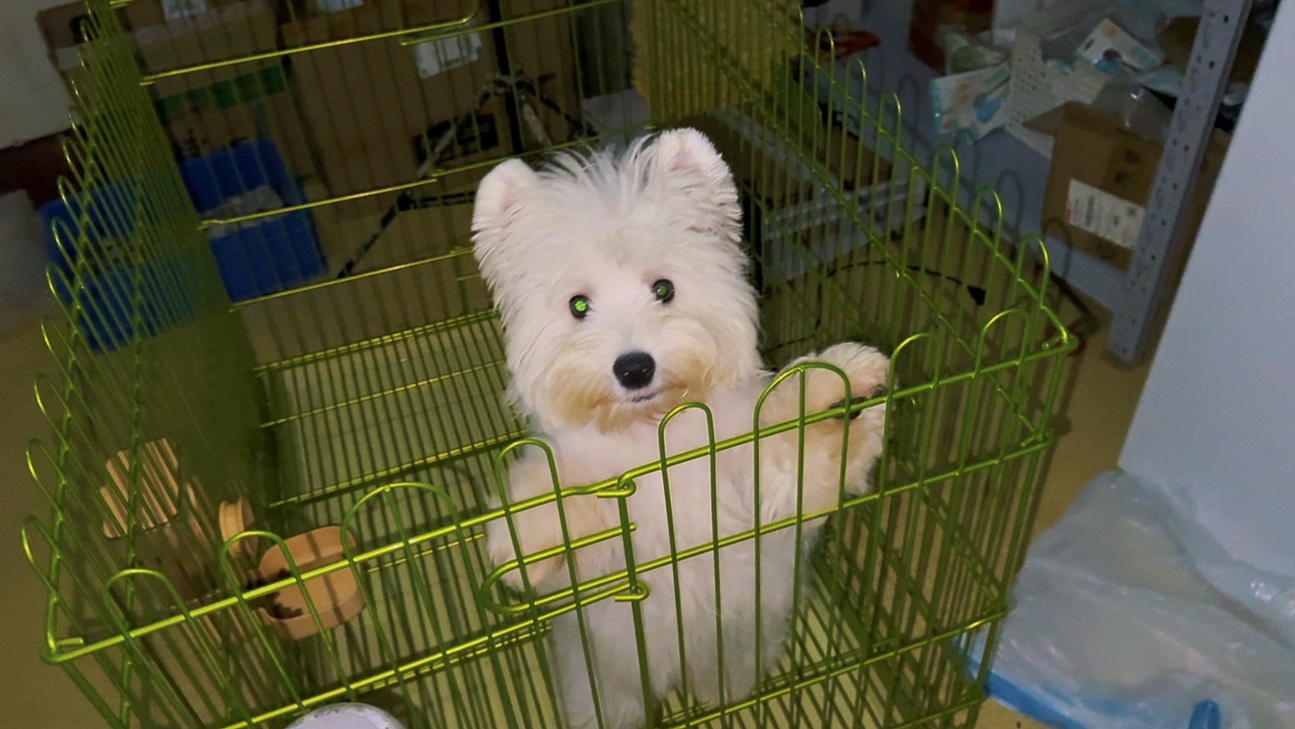 看看我家身价最高的狗！