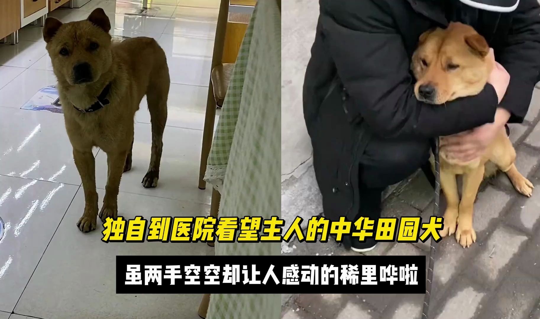 独自到医院看望主人的田园犬大黄，虽两手空空却让他感受到了真心