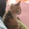 豪猫坐沙发