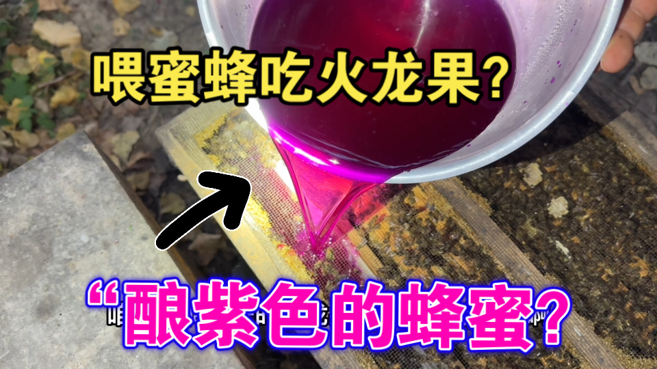 什么！“紫色的蜂蜜？如果给蜜蜂喂火龙果里的天然色素，会不会吧蜂巢里的“蜂蜜”也染色？今天就来做一下实验！看看会不会酿造出“紫色的蜂蜜”！