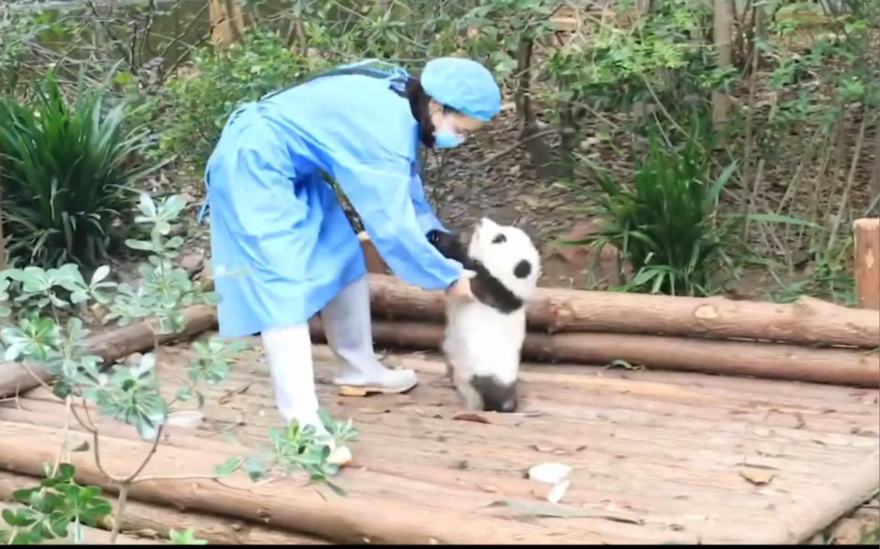 大熊猫和花/我：我想……花滑：不，泥奏凯，别果赖……