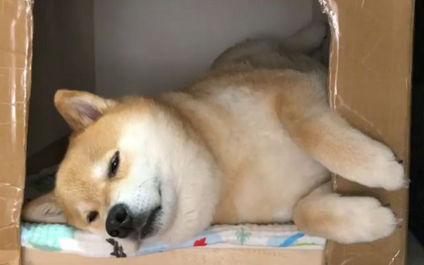 柴犬maru的日常和自己的同款柴犬头一起入睡ω三维立体效果棒棒der