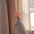 玩气球 最后顶不起来气球生气的狗