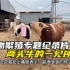春季动物繁殖专题纪录片，两头牛的一见钟情，少儿勿视