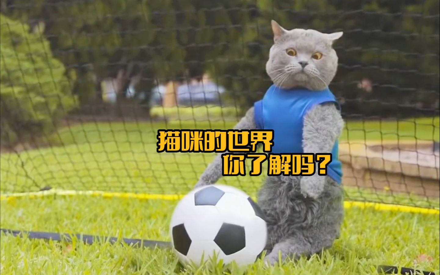 猫咪的世界 你了解吗?哔哩哔哩bilibili