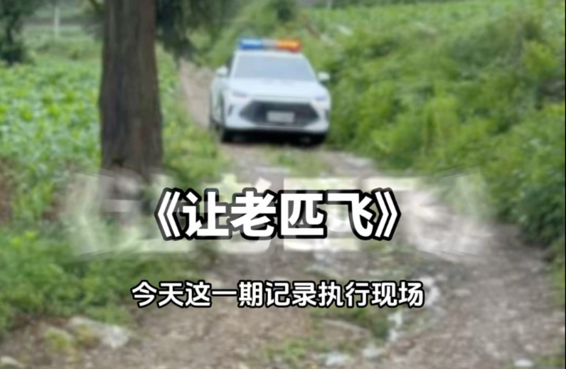 做律师没料到要去村里抓猪抵债。法官：我也没料到～