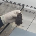 动物实验-小鼠灌胃