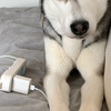乔巴这个叫声要笑死了～～哈界耻辱了吧