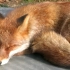 狐狸只是想在你面前睡觉罢了