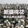 新疆棉花怎么种？拖拉机自动导航植保无人机自动喷洒农药采棉机收获，为新疆棉花点赞