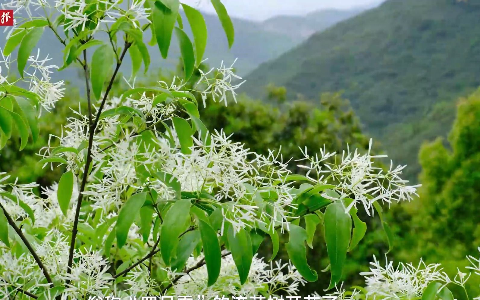 自然视界(第201期):罕见“四月雪”,绽放太白山哔哩哔哩bilibili