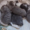 伟大的猫妈妈挣扎着给她的9只小猫喂奶