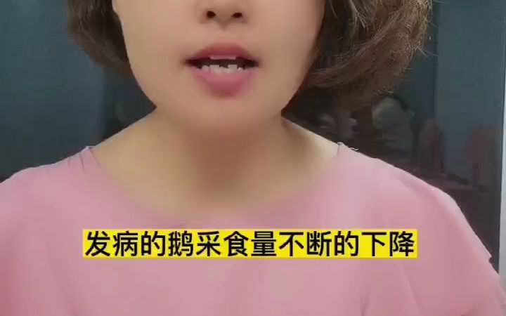 禽医静心谈鹅发出哮喘声咋回事 鹅张嘴喘气是什么原因