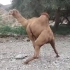 骆驼的举止怪异，当路人凑近一看时瞬间红了脸，简直“没眼看”！