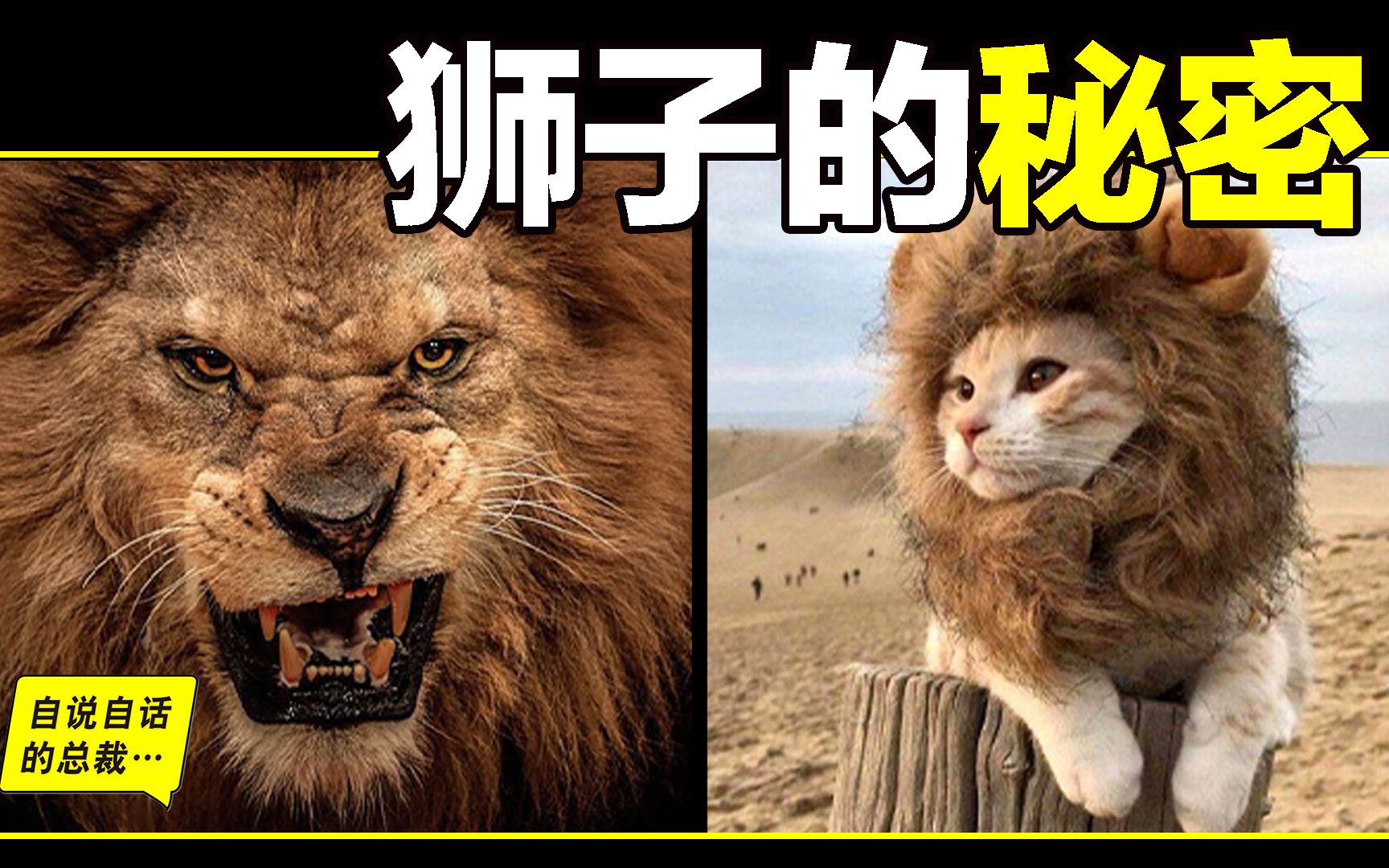狮子：睁眼瞎，没耐力，胃不好，跑不快，还阴险狡诈？狮子为什麽爱捕猎斑马？又为什麽和鬣狗不共戴天？中国人为什么崇拜狮子？也许，我们并不了解狮子的真相……
